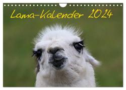 Lama-Kalender 2024 (Wandkalender 2024 DIN A4 quer), CALVENDO Monatskalender von Witkowski,  Bernd