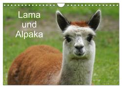 Lama und Alpaka (Wandkalender 2024 DIN A4 quer), CALVENDO Monatskalender von Kattobello,  Kattobello