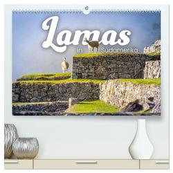 Lamas in Südamerika (hochwertiger Premium Wandkalender 2024 DIN A2 quer), Kunstdruck in Hochglanz von Monkey,  Happy