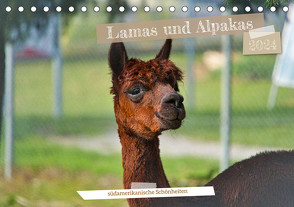 Lamas und Alpakas – südamerikanische Schönheiten (Tischkalender 2024 DIN A5 quer), CALVENDO Monatskalender von Meisenzahl,  Jessica