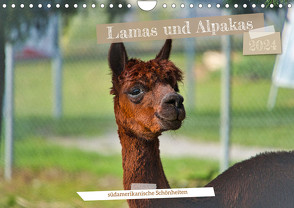 Lamas und Alpakas – südamerikanische Schönheiten (Wandkalender 2024 DIN A4 quer), CALVENDO Monatskalender von Meisenzahl,  Jessica
