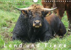 Land und Tiere (Wandkalender 2021 DIN A4 quer) von Saal,  Heribert