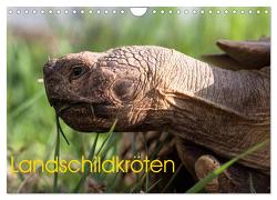 Landschildkröten (Wandkalender 2024 DIN A4 quer), CALVENDO Monatskalender von Sixt,  Marion