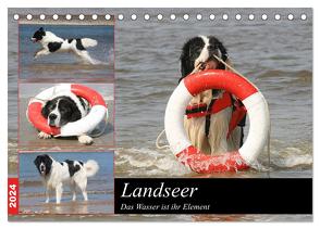 Landseer – Das Wasser ist ihr Element (Tischkalender 2024 DIN A5 quer), CALVENDO Monatskalender von Mielewczyk und Brigitte Weil,  Barbara