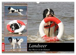 Landseer – Das Wasser ist ihr Element (Wandkalender 2024 DIN A3 quer), CALVENDO Monatskalender von Mielewczyk und Brigitte Weil,  Barbara