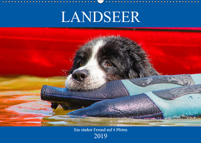 Landseer – Ein starker Freund auf 4 Pfoten (Wandkalender 2019 DIN A2 quer) von Starick,  Sigrid