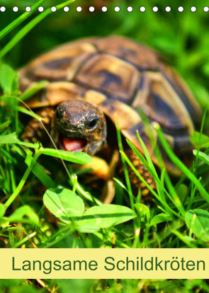 Langsame Schildkröten (Tischkalender 2022 DIN A5 hoch) von kattobello