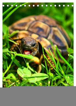Langsame Schildkröten (Tischkalender 2024 DIN A5 hoch), CALVENDO Monatskalender von Kattobello,  Kattobello