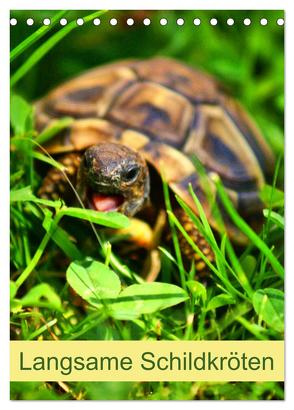 Langsame Schildkröten (Tischkalender 2024 DIN A5 hoch), CALVENDO Monatskalender von Kattobello,  Kattobello