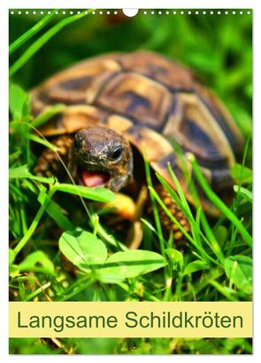 Langsame Schildkröten (Wandkalender 2024 DIN A3 hoch), CALVENDO Monatskalender von Kattobello,  Kattobello