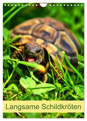 Langsame Schildkröten (Wandkalender 2024 DIN A4 hoch), CALVENDO Monatskalender von Kattobello,  Kattobello
