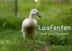 Laufenten immer was zu Schnattern (Wandkalender 2023 DIN A3 quer) von Münzel-Hashish - www.tierphotografie.com,  Angela