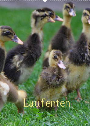 Laufenten (Wandkalender 2022 DIN A2 hoch) von LoRo-Artwork