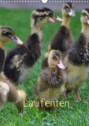 Laufenten (Wandkalender 2022 DIN A3 hoch) von LoRo-Artwork