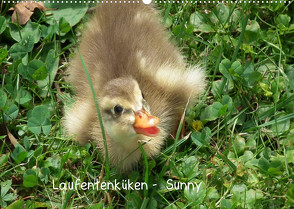 Laufentenküken – Sunny (Wandkalender 2022 DIN A2 quer) von LoRo-Artwork