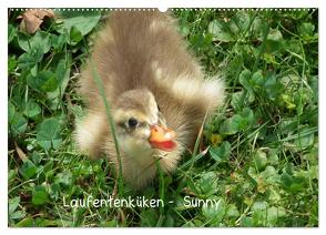 Laufentenküken – Sunny (Wandkalender 2024 DIN A2 quer), CALVENDO Monatskalender von LoRo-Artwork,  LoRo-Artwork