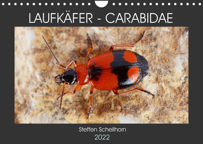 LAUFKÄFER – CARABIDAE (Wandkalender 2022 DIN A4 quer) von Schellhorn,  Steffen