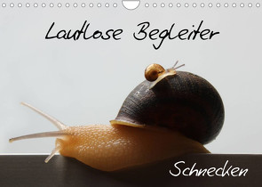Lautlose Begleiter – Schnecken (Wandkalender 2023 DIN A4 quer) von Geiling,  Wibke