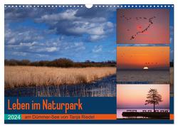 Leben am Naturpark um den Dümmer See (Wandkalender 2024 DIN A3 quer), CALVENDO Monatskalender von Riedel,  Tanja