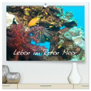 Leben im Roten Meer (hochwertiger Premium Wandkalender 2024 DIN A2 quer), Kunstdruck in Hochglanz von Eberschulz,  Lars