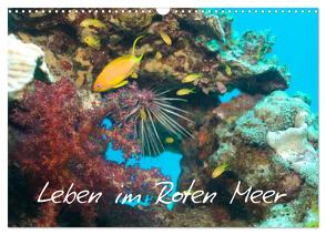 Leben im Roten Meer (Wandkalender 2024 DIN A3 quer), CALVENDO Monatskalender von Eberschulz,  Lars