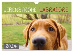 Lebensfrohe Labradore (Wandkalender 2024 DIN A4 quer), CALVENDO Monatskalender von Kurz,  Alexandra