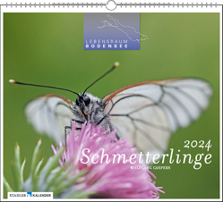 Lebensraum Bodensee – Schmetterlinge 2024 von Caspers,  Wolfgang