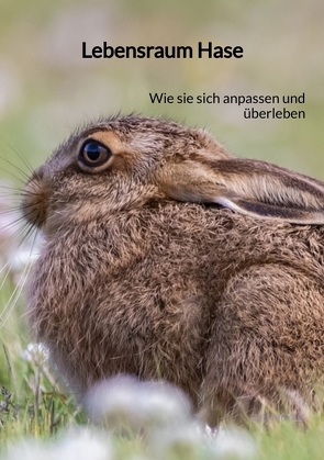 Lebensraum Hase von Meyer,  Olli