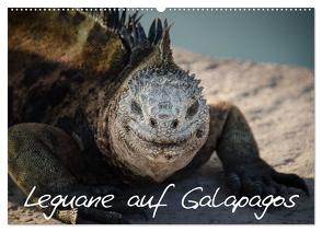 Leguane auf Galapagos (Wandkalender 2024 DIN A2 quer), CALVENDO Monatskalender von Binder,  Ralph