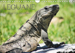 Leguane – Einzigartige Reptilien (Wandkalender 2023 DIN A4 quer) von Hornecker,  Frank
