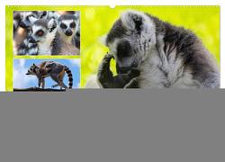 Lemuren die süßen Bewohner Madagaskars (Wandkalender 2024 DIN A2 quer), CALVENDO Monatskalender von Riedel,  Tanja