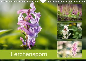 Lerchensporn (Wandkalender 2019 DIN A4 quer) von Rasche,  Marlen