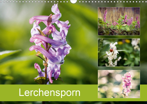 Lerchensporn (Wandkalender 2021 DIN A3 quer) von Rasche,  Marlen