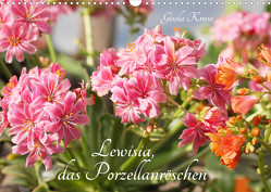 Lewisia, das Porzellanröschen (Wandkalender 2023 DIN A3 quer) von Kruse,  Gisela