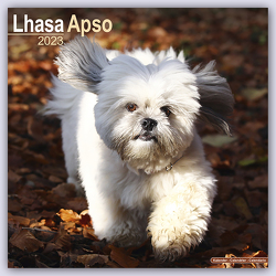 Lhasa Apso – Lhasaterrier 2023 – 16-Monatskalender