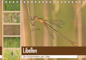 Libellen – Die Schönheiten der Lüfte (Tischkalender 2021 DIN A5 quer) von Potratz,  Andrea