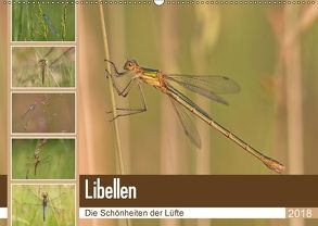 Libellen – Die Schönheiten der Lüfte (Wandkalender 2018 DIN A2 quer) von Potratz,  Andrea