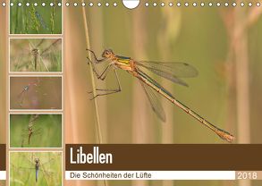 Libellen – Die Schönheiten der Lüfte (Wandkalender 2018 DIN A4 quer) von Potratz,  Andrea