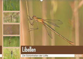Libellen – Die Schönheiten der Lüfte (Wandkalender 2019 DIN A2 quer) von Potratz,  Andrea