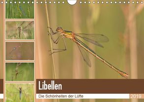 Libellen – Die Schönheiten der Lüfte (Wandkalender 2019 DIN A4 quer) von Potratz,  Andrea