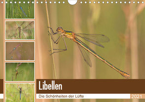 Libellen – Die Schönheiten der Lüfte (Wandkalender 2021 DIN A4 quer) von Potratz,  Andrea