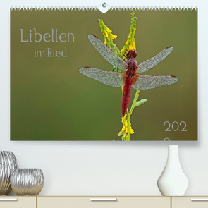 Libellen im Ried (Premium, hochwertiger DIN A2 Wandkalender 2022, Kunstdruck in Hochglanz) von Oldani,  Dorothea