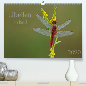 Libellen im Ried (Premium, hochwertiger DIN A2 Wandkalender 2020, Kunstdruck in Hochglanz) von Oldani,  Dorothea
