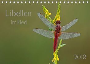 Libellen im Ried (Tischkalender 2019 DIN A5 quer) von Oldani,  Dorothea