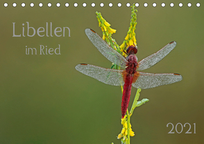 Libellen im Ried (Tischkalender 2021 DIN A5 quer) von Oldani,  Dorothea