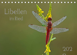 Libellen im Ried (Tischkalender 2023 DIN A5 quer) von Oldani,  Dorothea