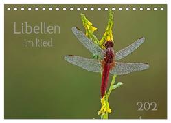 Libellen im Ried (Tischkalender 2024 DIN A5 quer), CALVENDO Monatskalender von Oldani,  Dorothea