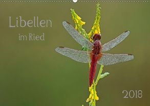 Libellen im Ried (Wandkalender 2018 DIN A2 quer) von Oldani,  Dorothea