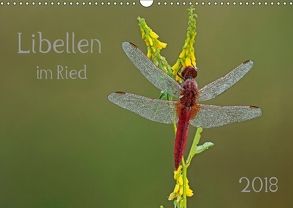 Libellen im Ried (Wandkalender 2018 DIN A3 quer) von Oldani,  Dorothea
