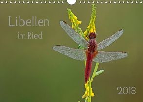 Libellen im Ried (Wandkalender 2018 DIN A4 quer) von Oldani,  Dorothea